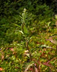 Image result for Dysphania procera