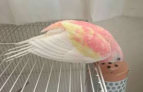 Hand Fed Bourke S Parakeet Rubino Parakeet Pet Birds Blue Macaw