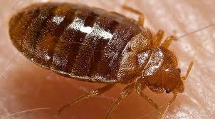Guide to bed bugs pest control. Bed Bug Control Ebs Pest Control