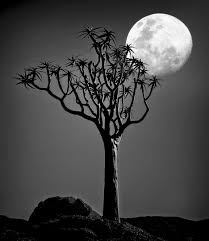 This dataset is in black and white, there is one in color as well as a black and white map with radar swaths from cassini overlaid. Full Moon Quiver Tree Photo Image Landscape Nature At Night Moon Images At Photo Community