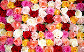 Picsart's flower stickers if you can't find the perfect flower sticker of your desire, you can instead create a sticker out of any flower image using our. Beautiful Colorful Flowers Wallpapers Wallpaper Cave