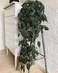 Lovely Philodendron Scandes Micans Pixel Plant Lady Share Yours With Onlinehouseplants Get Your Own At O House Plants Indoor Plants Indoor Plants