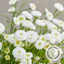 Image result for Matricaria