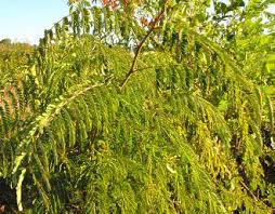 Image result for Acacia pilispina