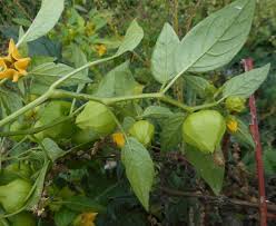 Image result for Physalis lagascae