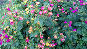 Pin On 4 O Clock Flowers