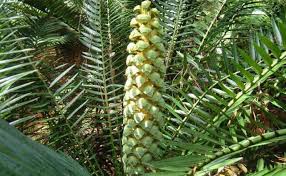 Image result for Encephalartos chimanimaniensis