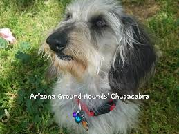 Black And Tan Reverse Dapple Dachshund Chupacabra Black Cream Dapple Wire Coat Dachshund Puppies Puppies Dachshund