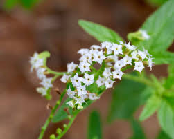 Image result for Hermannia kirkii