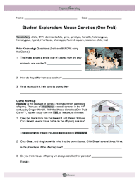 The mouse must be ff. Mouse Genetics One Trait Fill Online Printable Fillable Blank Pdffiller