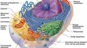 Sebelum kita masuk pada penjelasan inti tentang sel hewan. Struktur Sel Tumbuhan Hewan Pengertian Fungsi Menurut Ahli