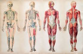 old vintage anatomy charts of the human body showing the skeletal