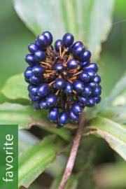 Image result for Pollia condensata