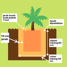 Tanaman kelapa sawit akan berproduksi optimal jika dipelihara dengan baik. Cara Menanam Anak Pokok Sawit
