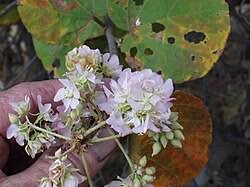 Image result for Dombeya kirkii