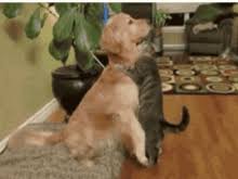 Check spelling or type a new query. Dog Hug Cat Gif Novocom Top