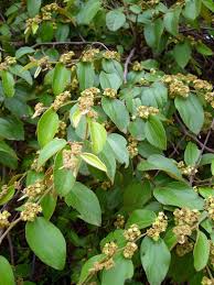 Image result for Ziziphus abyssinica