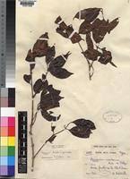 Image result for Syzygium staudtii