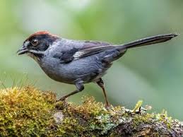 Image result for Schizostephanus alatus