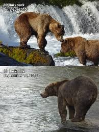 Fat Bear Week Round One,...