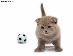 So i built a diy cat football stadium and let them play. Soccer Anyone Cute Little Kittens Cute Cats Photos Cute Cats