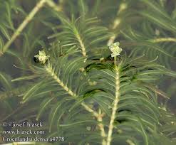 The only species in the genus is groenlandia densa. Rdestnica Rdestniczka Gesta Cervenacka Hustolisa Rdestice Hustokveta