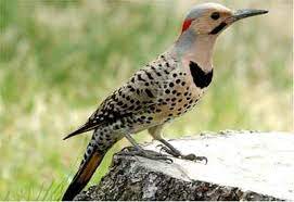 Alabama State Bird Yellowhammer Northern Flicker