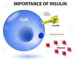 Your body breaks carbs down into sugars (mostly glucose), and then insulin helps your body use and store sugar for energy. Insulin Dient Als Schlussel Die Die Zelle Entriegelt Damit Glukose In Die Zelle Eindringen Und Zur Energiegewinnung Genutzt Werden Insulin Ist Ein Hormon Das Von Der Bauchspeicheldruse Als Reaktion Auf Erhohte Blutspiegel