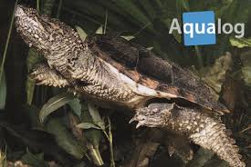 So try grabing the turtle from its side, and not. Snapper Turtle Seriously Injures Swimming Boy Aqualog De