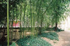 Visitez ce mystérieux jardin caché au sein du bois de vincennes où au milieu de la faune et de la flore vous découvrirez plusieurs chapitres de l'histoire. Jardin D Agronomie Tropicale Rene Dumont Ville De Paris