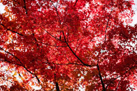 Texas gardeners often use the pawpaw as an understory tree. 10 Trees With Red Leaves All Year Round Planted Shack