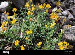 Image result for Argyrolobium tomentosum