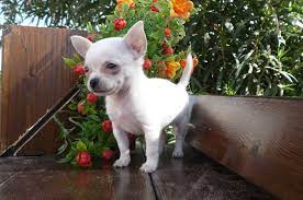 Pin De Criadero Cantillana En Chihuahua Animales Bonitos Criaderos De Perros Cachorros Adorables