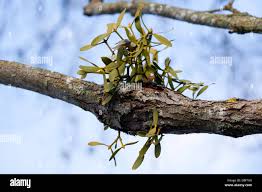 Image result for Viscaceae