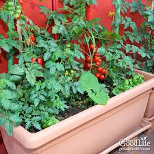 Chemicals leach from the plastic into the water and the soil, are absorbed by roots, then translocated into stems and leaves, and finally we eat them. How To Grow A Container Vegetable Garden