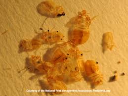 How long does it take for bed bugs to infest. Where Do Bed Bugs Come From Identify Bed Bugs Bites