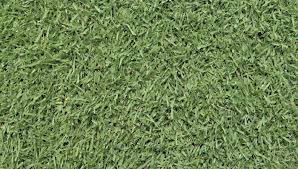 Zoysia grass is a popular grass type grown in lawns throughout the transition zone of the united states (from northern georgia to southern illinois). Plant And Care For Zoysia Grass