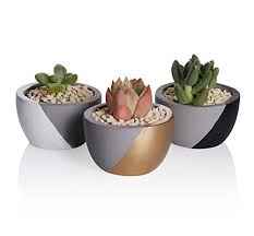 Das legendäre huile orchidée bleue kombiniert mit einer zarten emulsion. Greenaholics Succulent Plant Pots 2 95 Inch Small Round Planter For Succulents Cactus And Small Plant With Drainage Hole Set Of 3 Black White Gold Buy Online In Samoa At Samoa Desertcart Com Productid 82644612