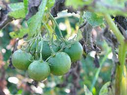 And harvesting time is what makes the potato really special, when those delicious tubers are finally lifted up from the soil like buried nuggets of gold. Potato Fruit Tiny Farm Blog