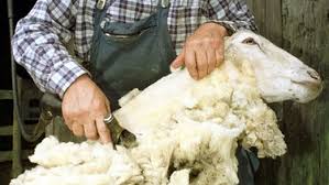 In alten bauernkalendern galt der 11. Wenn Frisch Geschorene Schafe Frieren Die Bauernregel Von Der Schafskalte Br Wissen