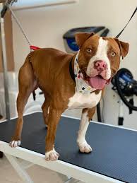 Buster douglas, billed as tyson is back!, was a professional boxing match that occurred at the tokyo dome on february 11, 1990. Mashmallow Dog Grooming Salon Latsia Taison Facebook
