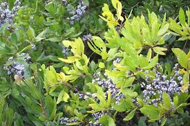 Image result for Myrica