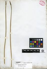 Image result for Eleocharis decoriglumis