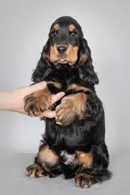 Pin By Tizita Katsoufros On Sobaki In 2020 English Dogs Spaniel Puppies Dog Obsessed