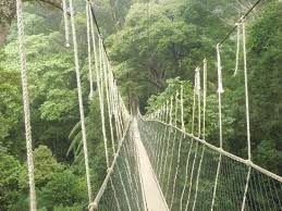 Read our travel guide focusing on things to do in taman negara, as well as practical information such as how to get to kuala tahan, where to stay, places to eat, and where. Taman Negara National Park Taman Negara National Parks Trip Advisor