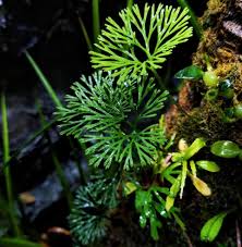 Image result for Elaphoglossum lancifolium