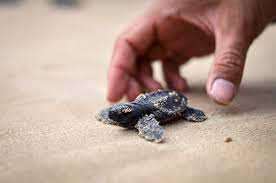 What To Do If You Find A Baby Turtle 3 Steps You Should Follow