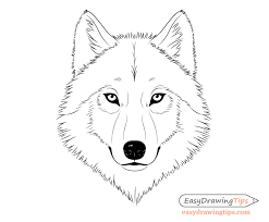 Learn how to draw people, . How To Draw A Wolf Face Head Step By Step Easydrawingtips