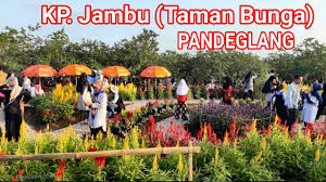 Kolam pemandian yang luas ini terletak di desa cikoromoy, kecamatan mandalawangi, kabupaten pandeglang, banten. Wisata Kp Jambu Taman Bunga Pandeglang Banten Youtube