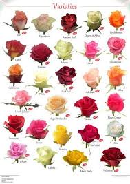 Variety Of Roses Rose Varieties Beautiful Flowers Types Of Roses